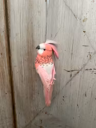 Undulat rosa
