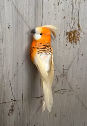 Undulat orange