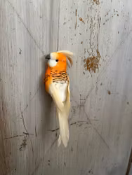 Undulat orange