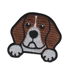 Beagle - Hund