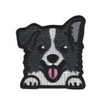 Border collie - Hund
