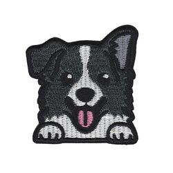 Border collie - Hund