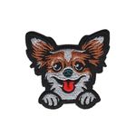 Chihuahua - Hund
