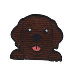 Labrador - Brun- Hund
