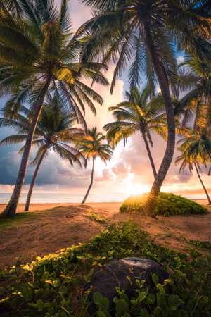 Paradise Shore