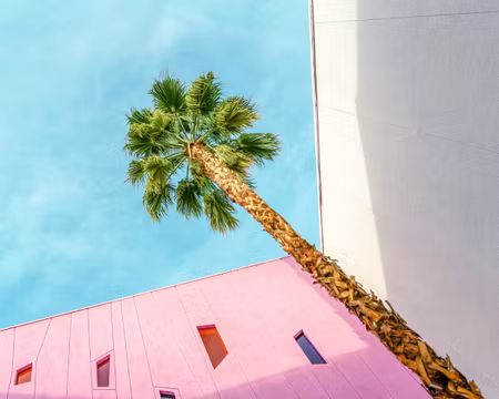 Palm Tree Lookup