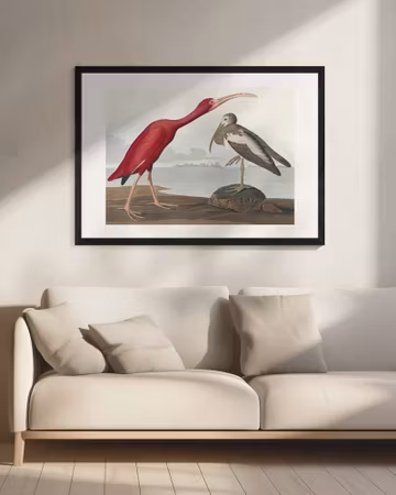 Scarlet Ibis - Birds of America