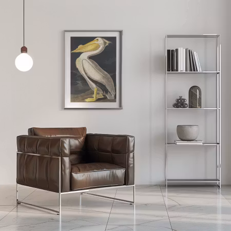 American White Pelican - Birds of America
