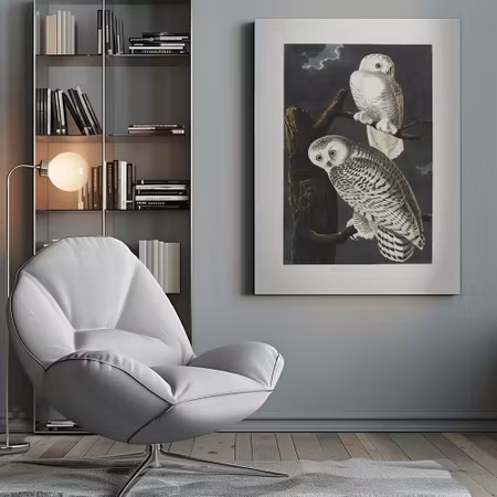 Snowy Owl - Birds of America