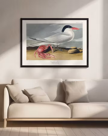 Cayenne Tern - Birds of America