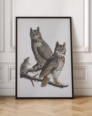 Great Horned Owl  - Birds of America