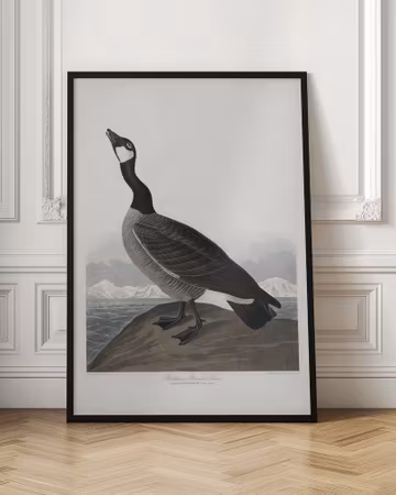 Hutchins's Barnacle Goose - Birds of America