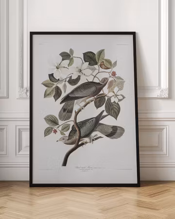 Brand Tailed Pigeon - Birds of America