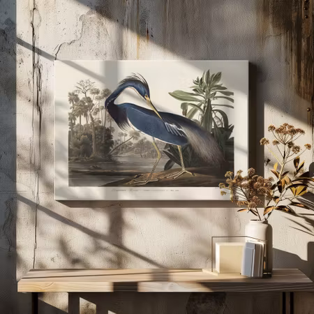 Louisiana Heron - Birds of America