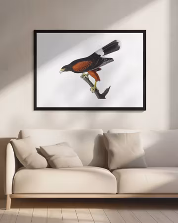 Louisiana Hawk - Birds of America