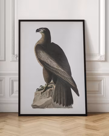 Great American Sea Eagle - Birds of America