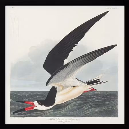 Black Skimmer - Birds of America