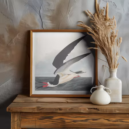 Black Skimmer - Birds of America