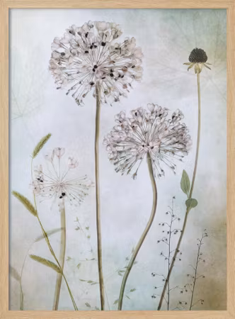 Allium