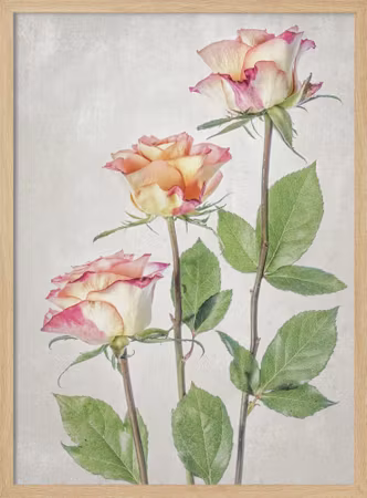 Rosor