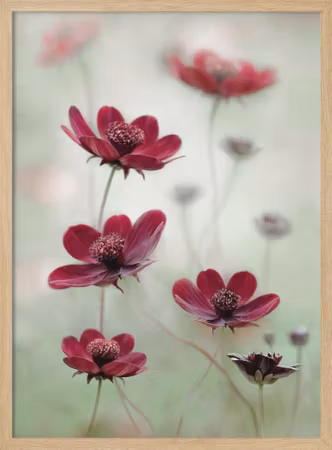 Cosmos sway