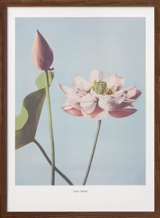 Lotus Flowers