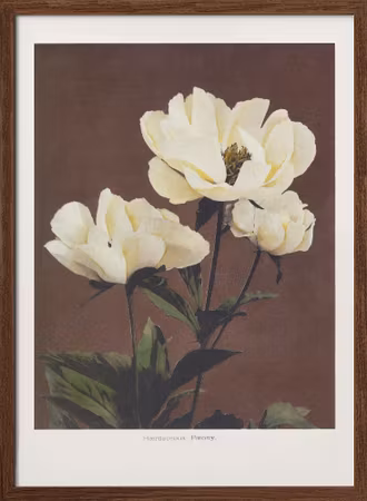 Hærdaceous Peony