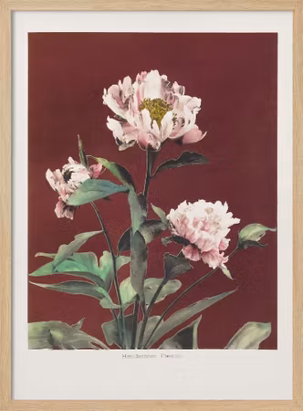 Hærdaceous Peony no2