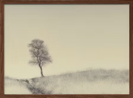 Tree on Top