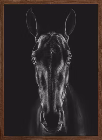 The Horse in Noir 15