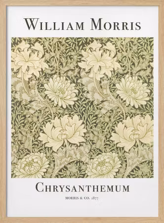 Chrysanthemum