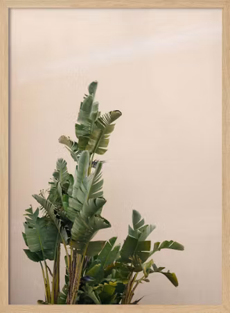 Botanical Cannes