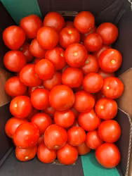 Tomat 6kg