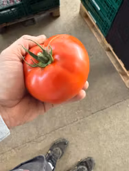 Bøf tomat 6kg