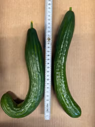 Stor kasse med store krumme agurker