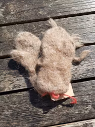 Tovede lamavotter