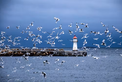 Måker i Vardø