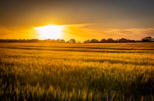 Fileds of Gold Lolland