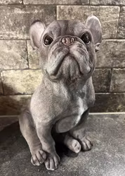 Staty fransk bulldog vuxen