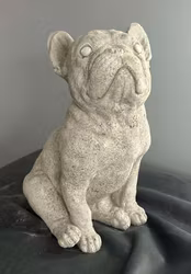 Staty fransk bulldog vuxen