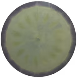 Raptor Aaron Gossage TS ESP (9)