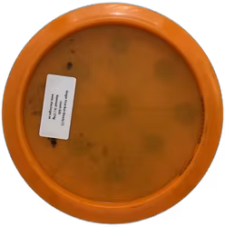 Ginger First Run Steady (7)