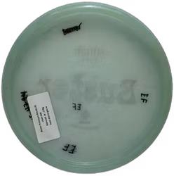 Butter Prototype Steady (8)