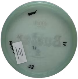 Butter Prototype Steady (8)