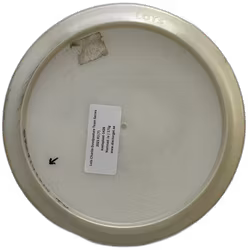 Lots Charlie Goodpasture Team Series 2021 K1 (7)