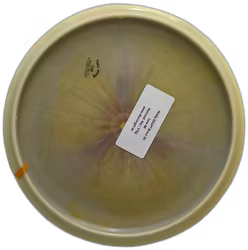 Middy SDGPT Bravo (9)