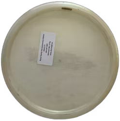 Buzzz Twenty Year Anniversary Edition Elite Z (7)