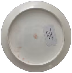 Salt SDGO Open Steady (9)