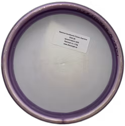 Slammer Sockibomb Classic Supreme Orbit (6)