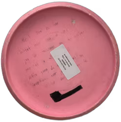 P2 Flex 2 D-Line (5)